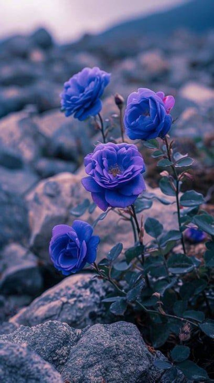 Gypsy Roses: The Enigmatic Allure of Nature's Beauty