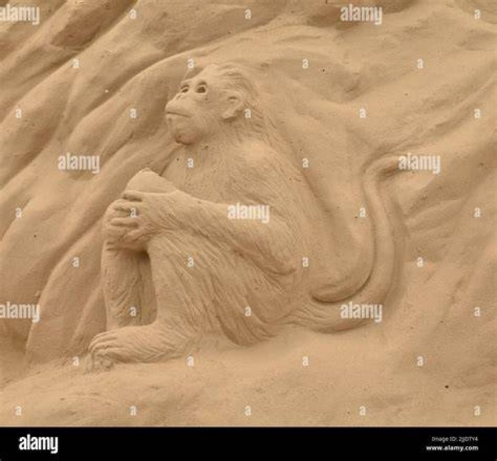 Understanding Sand Monkeys: The Fascinating Creatures of the Desert